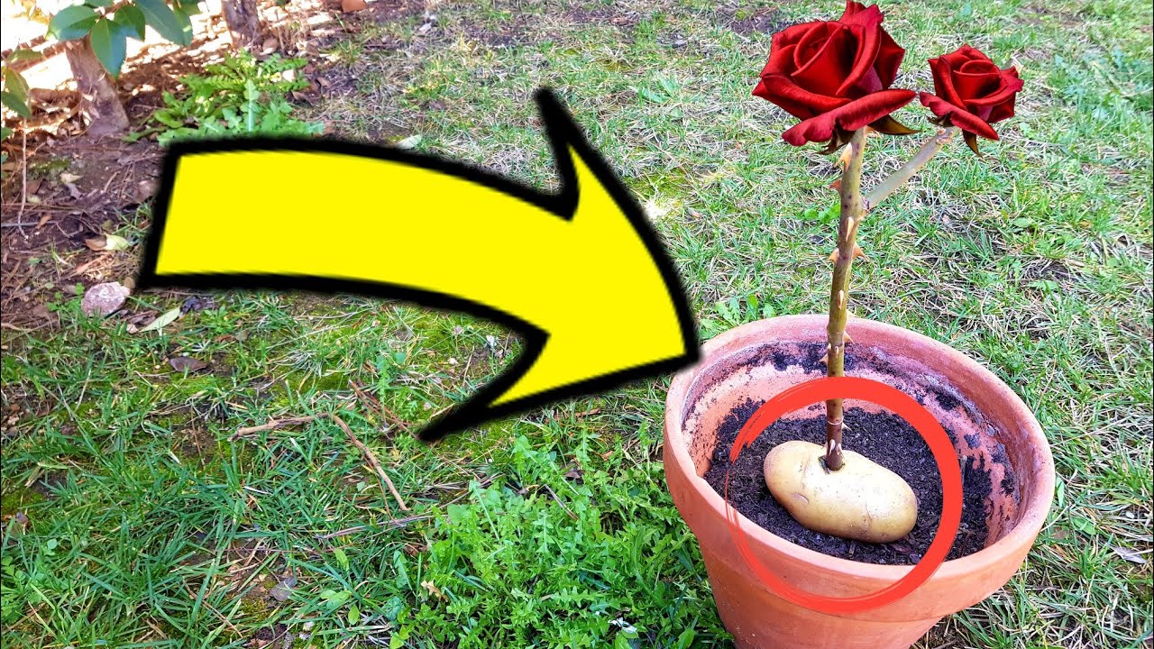 plantar una rosa en una papa