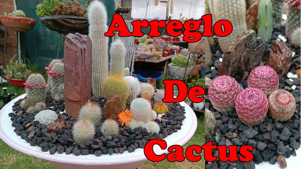 plantar varios cactus en una maceta