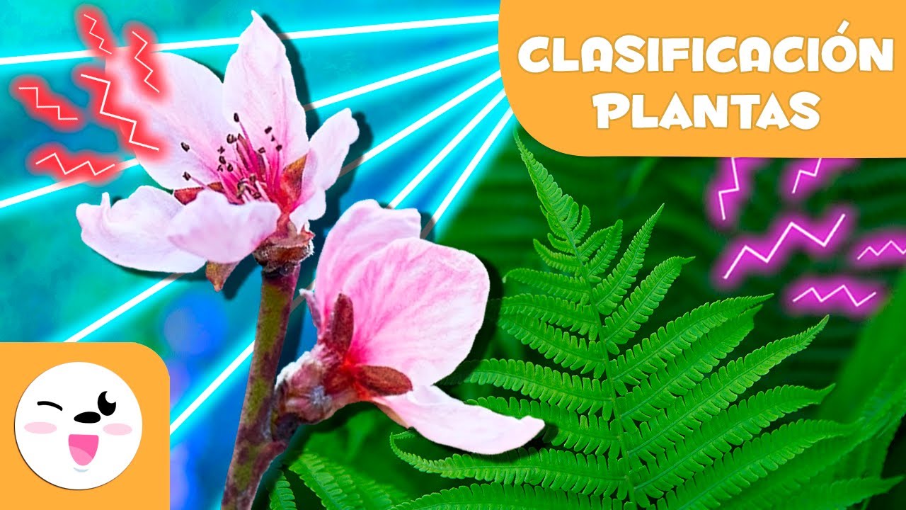 plantas con flor y sin flor