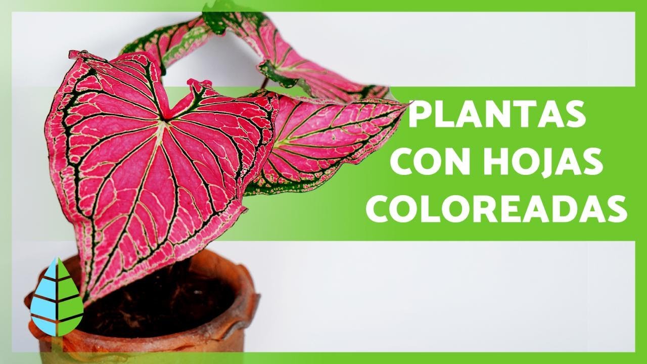 plantas con hojas de colores para interior