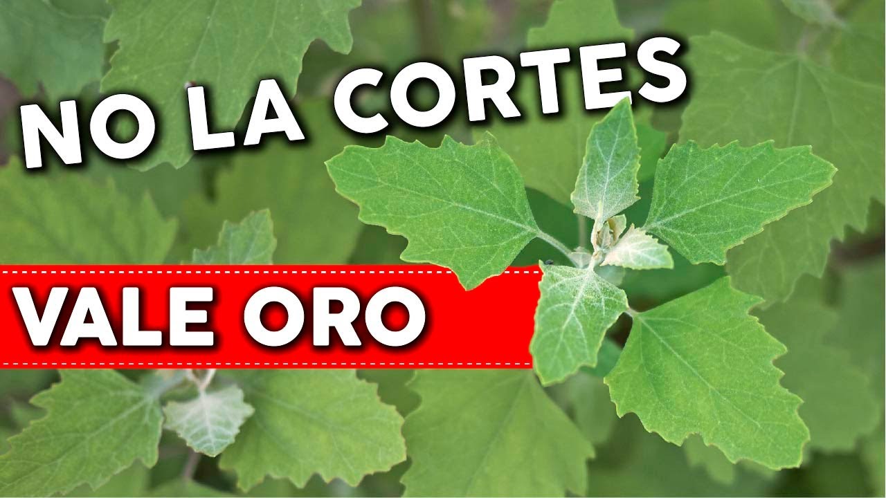 plantas con hojas parecidas a la higuera