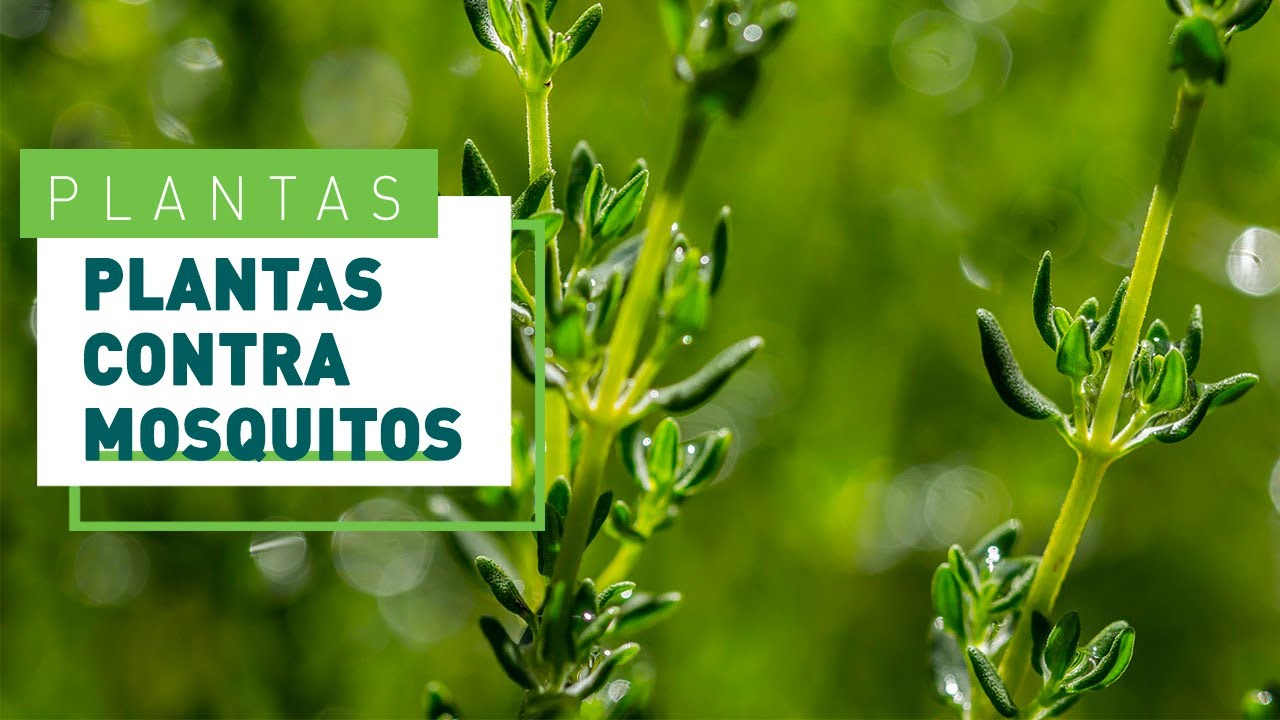 plantas de exterior repelentes de insectos