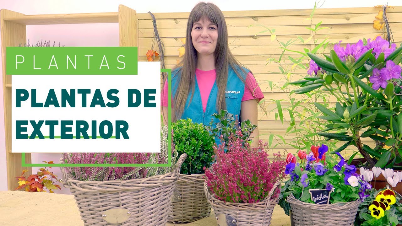 plantas de exterior resistentes al frío