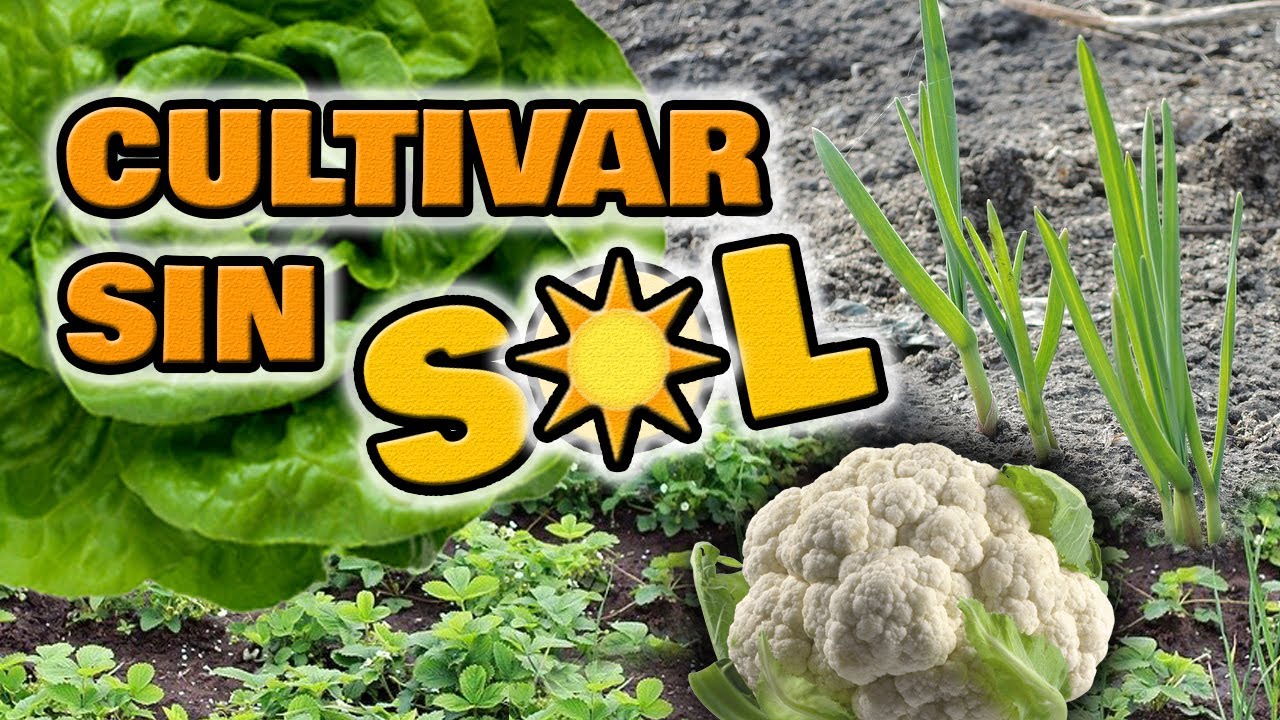 plantas de huerta que no necesitan sol