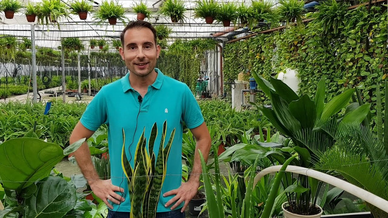 plantas de interior altas y resistentes
