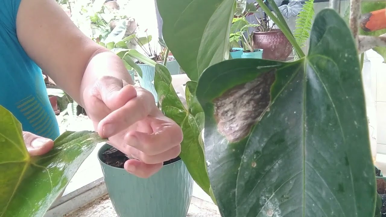 plantas de interior anturio rojo hojas marrones