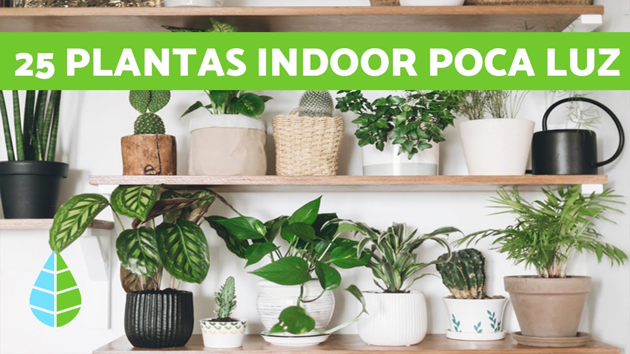 plantas de interior para espacios con poca luz