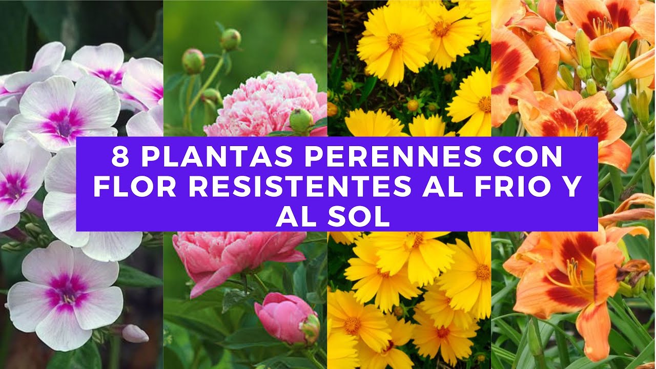 plantas de jardin que no se hielan
