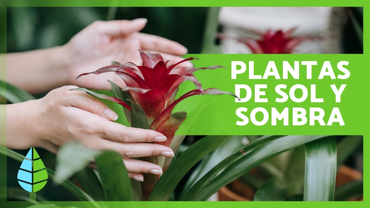 plantas de sombra y de sol