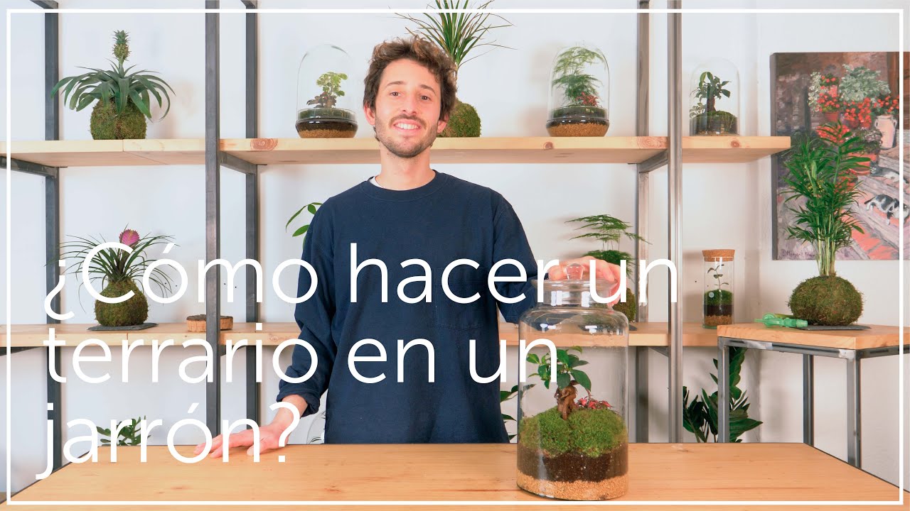 plantas en frascos de vidrio cerrados