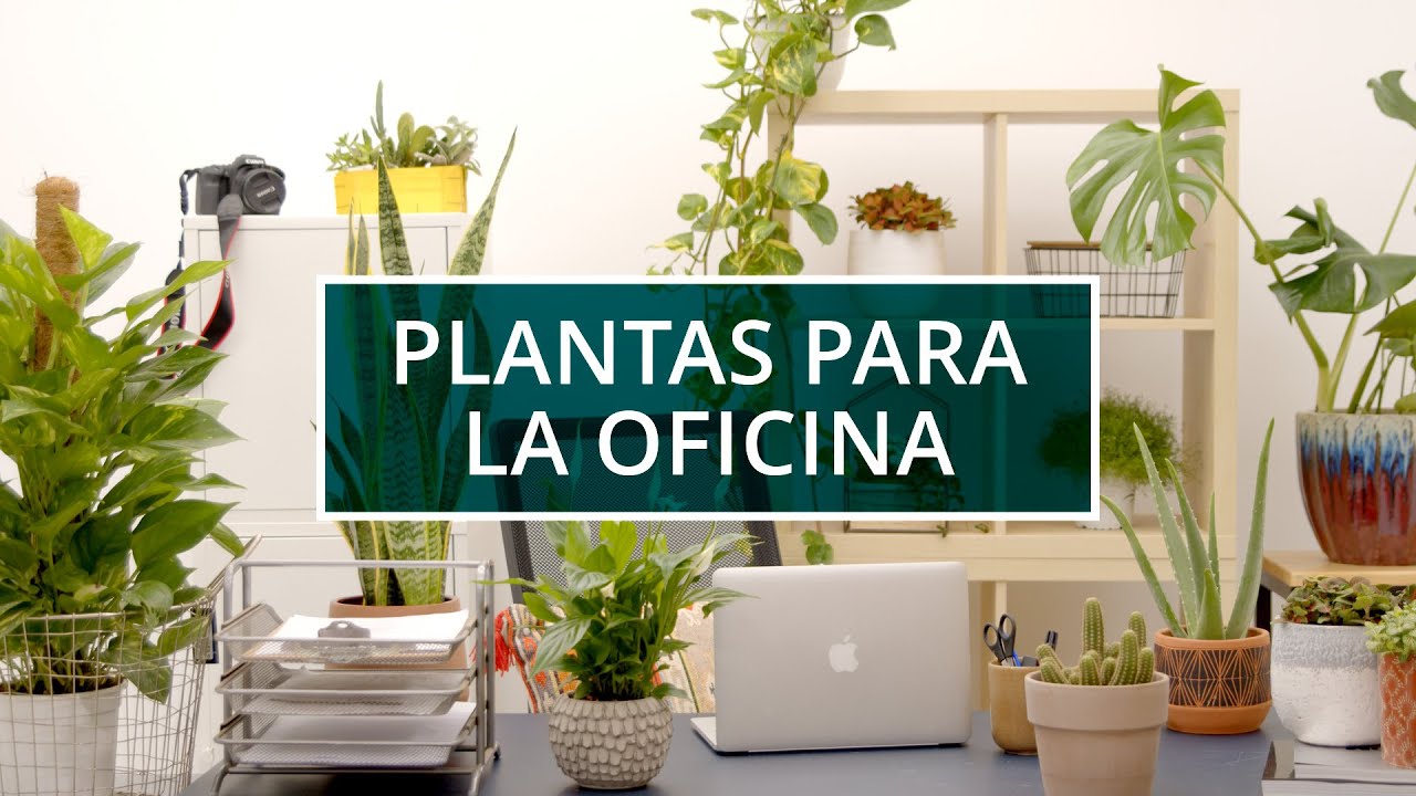 plantas grandes de interior para oficinas