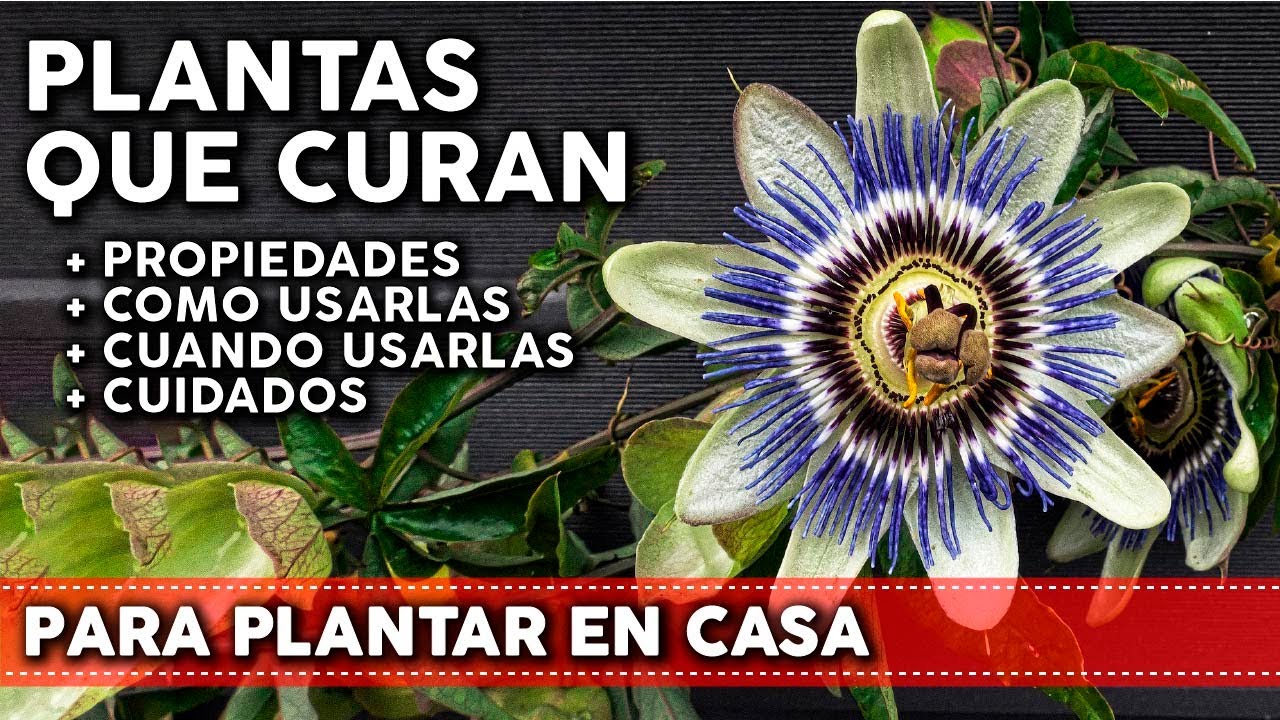 plantas medicinales para cultivar en casa