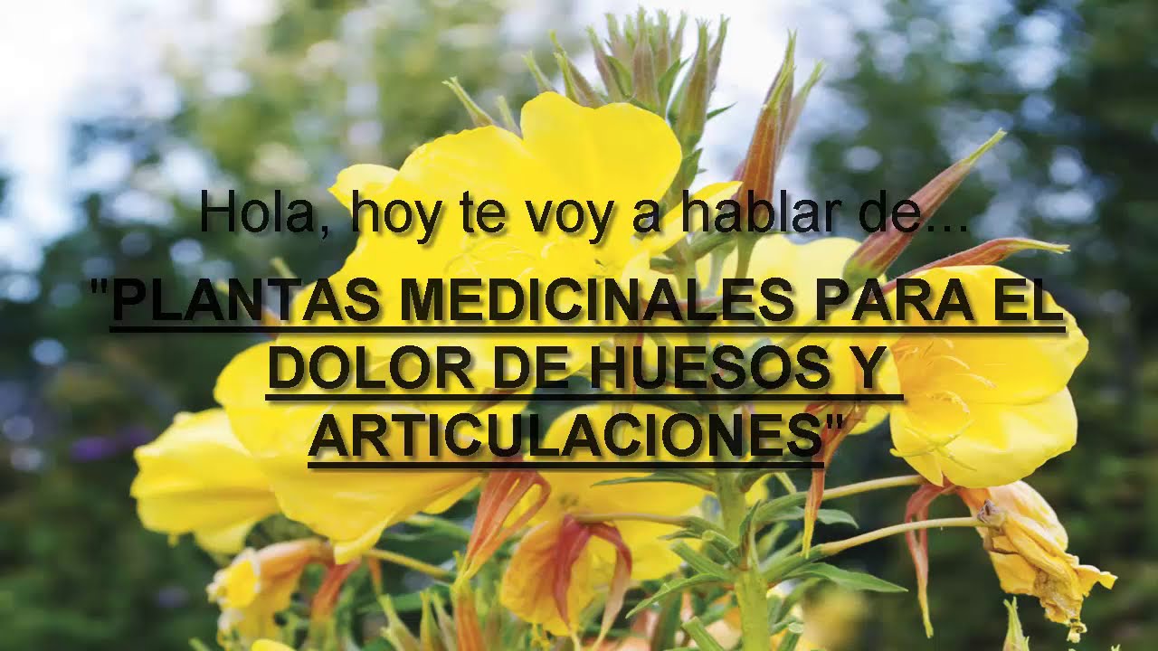 plantas medicinales para el dolor de huesos y articulaciones