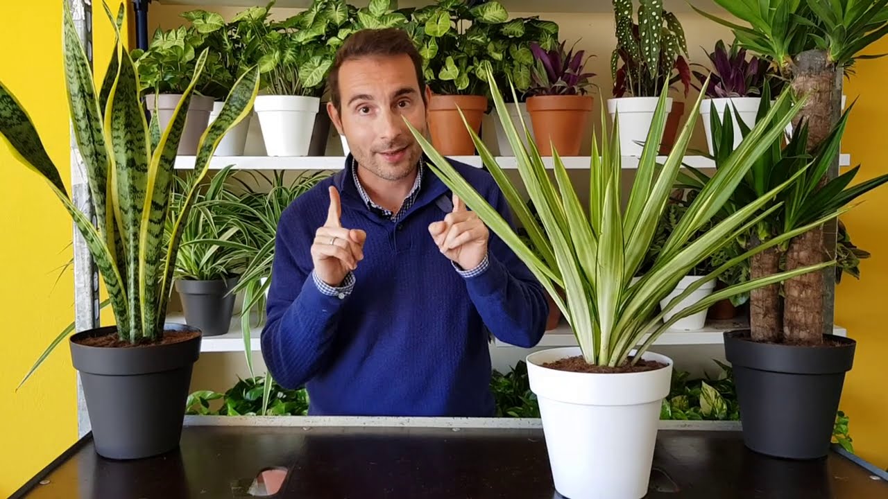 plantas para balcon sin sol directo