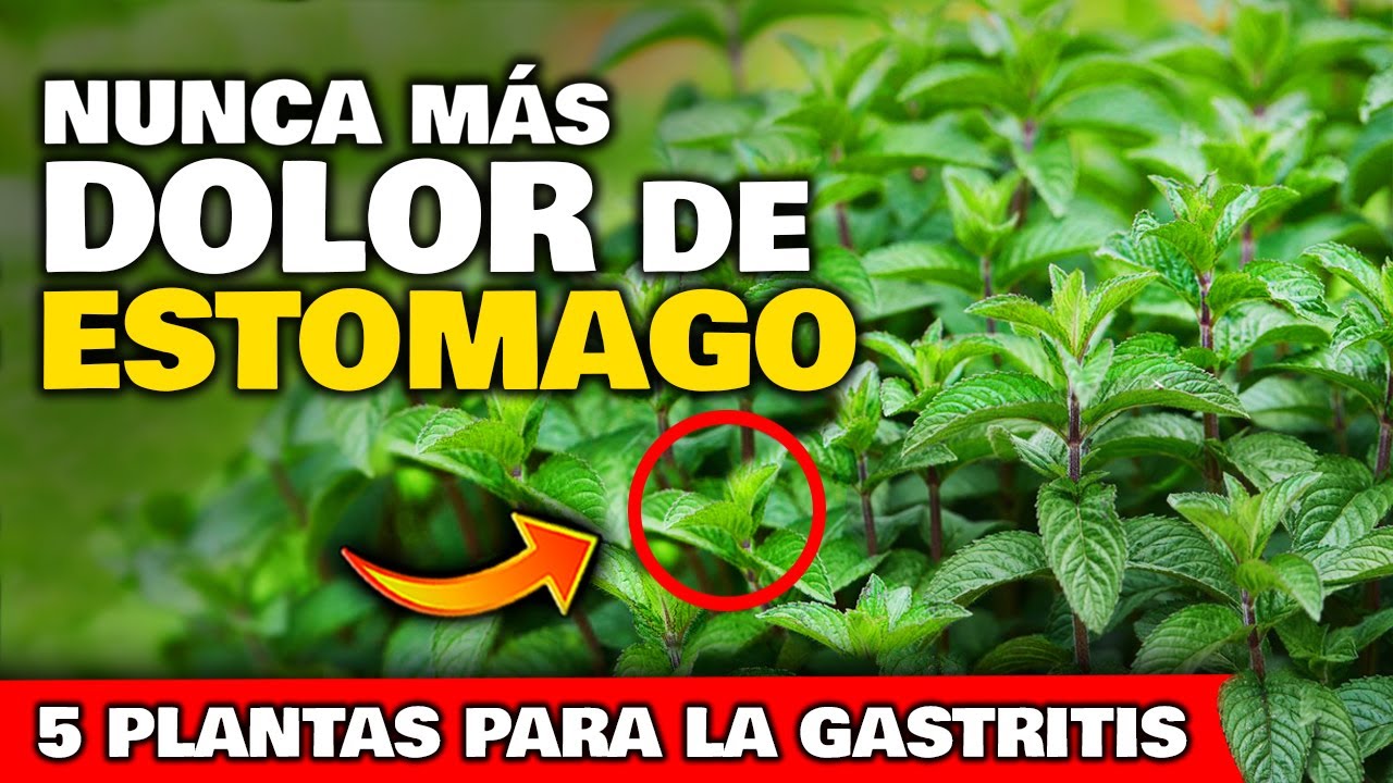 plantas para el ardor de estomago