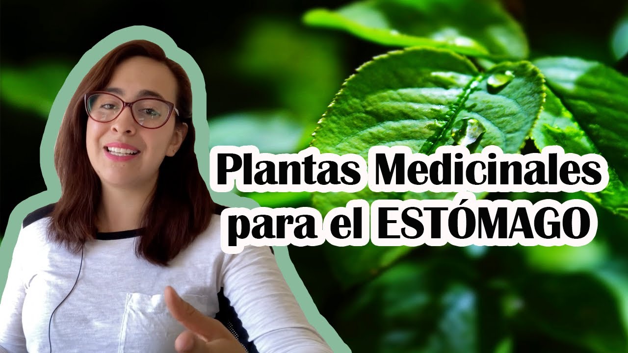 plantas para el dolor de barriga