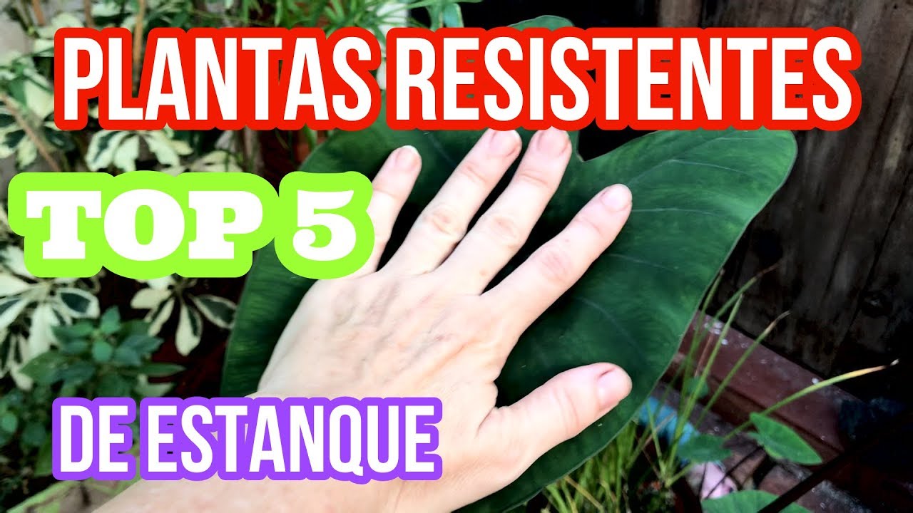 plantas para estanques de agua fria