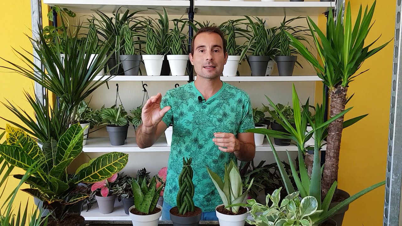 plantas para interiores que purifican el aire