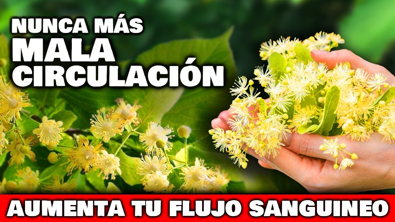plantas para la circulacion y varices