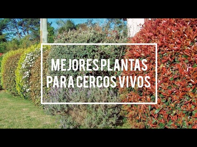 plantas para setos de crecimiento rapido