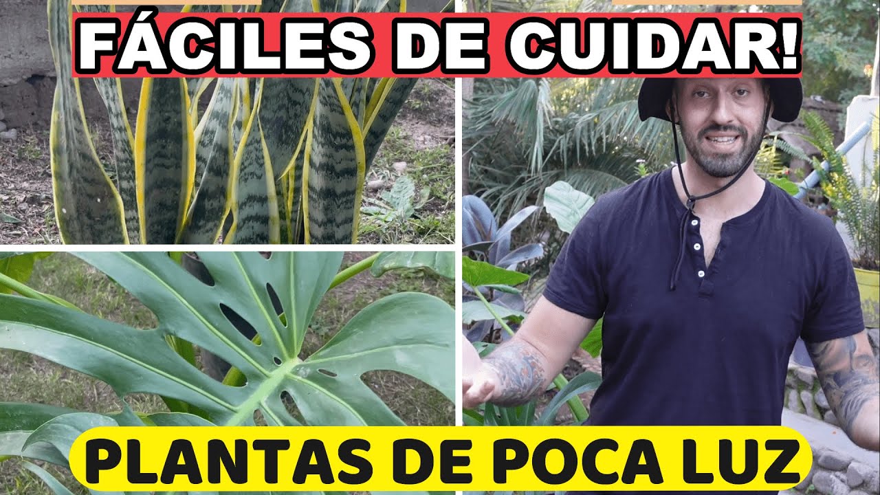plantas que crecen con poca luz