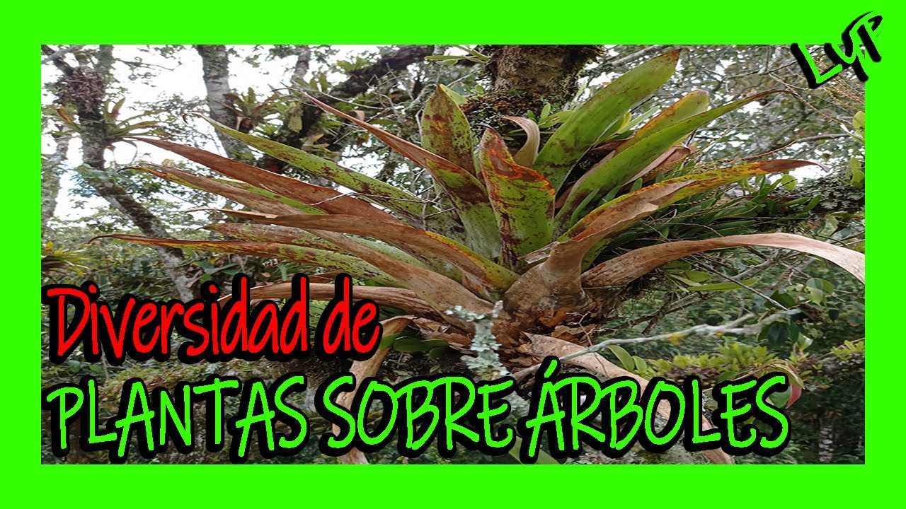 plantas que crecen sobre otras plantas