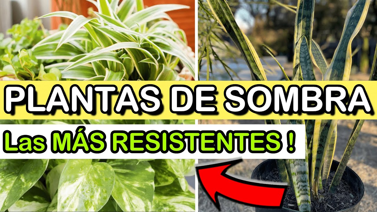 plantas que necesitan poca profundidad de tierra