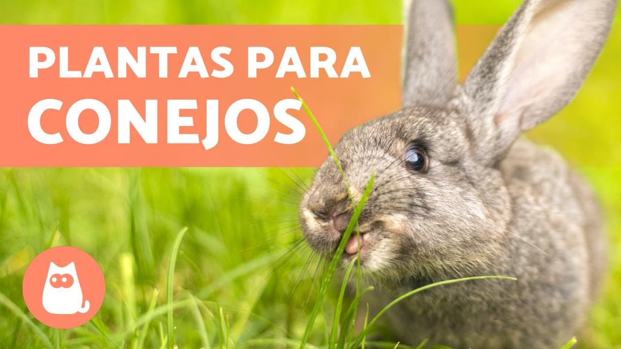 plantas que no comen los conejos