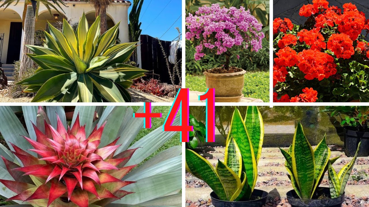 plantas que pueden estar a pleno sol