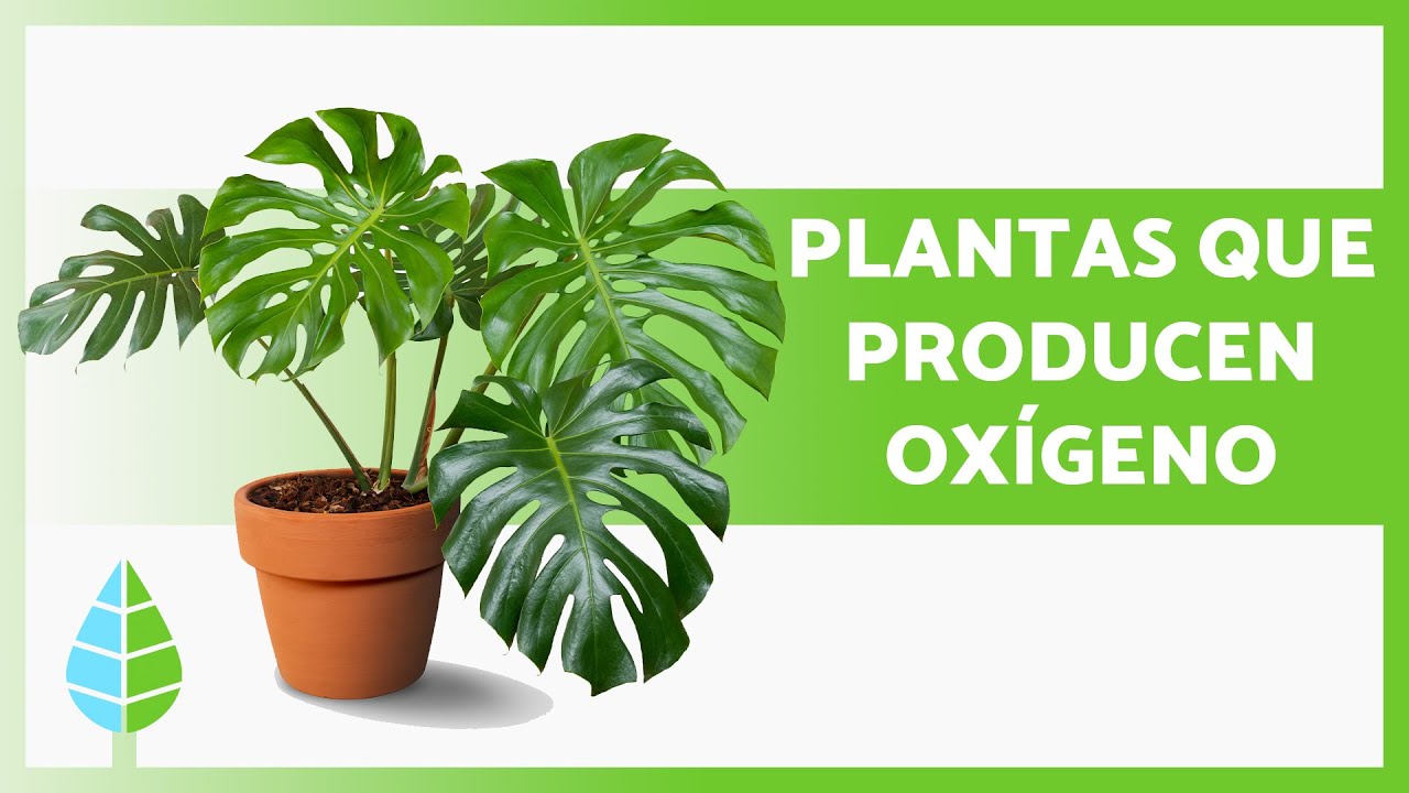 plantas que purifican el aire en la noche