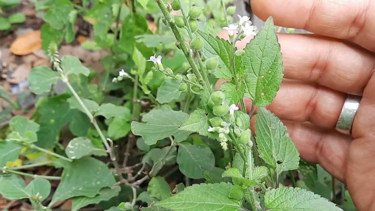 plantas que se pegan a la ropa