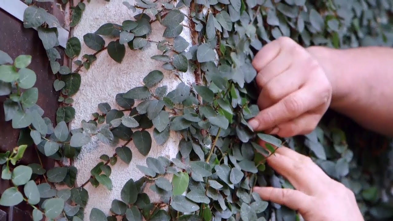 plantas que se pegan a las paredes
