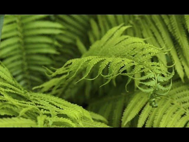 plantas que se reproducen por esporas