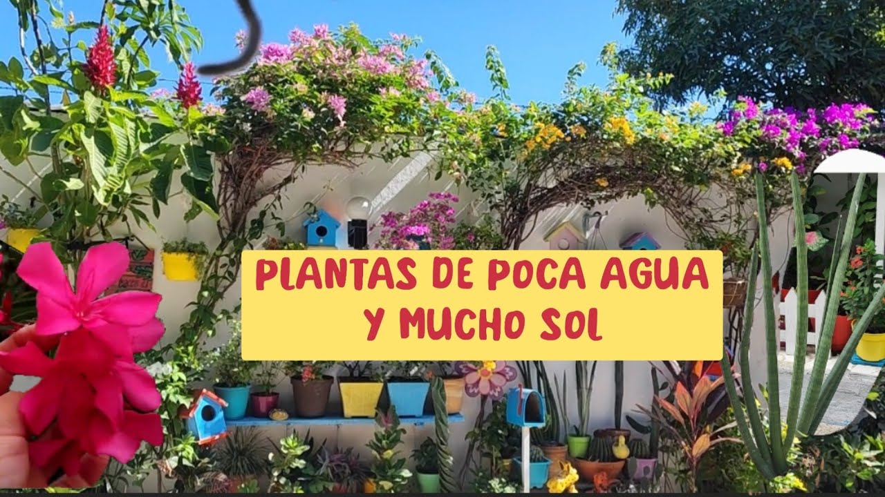 plantas que se riegan una vez al año