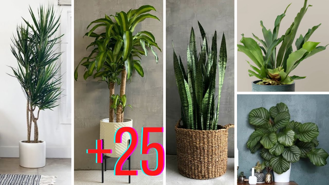 plantas que viven con luz artificial