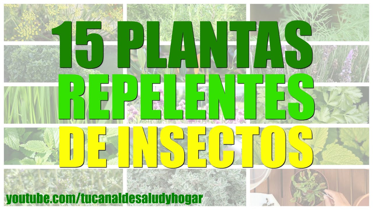 plantas repelentes de plagas en los cultivos