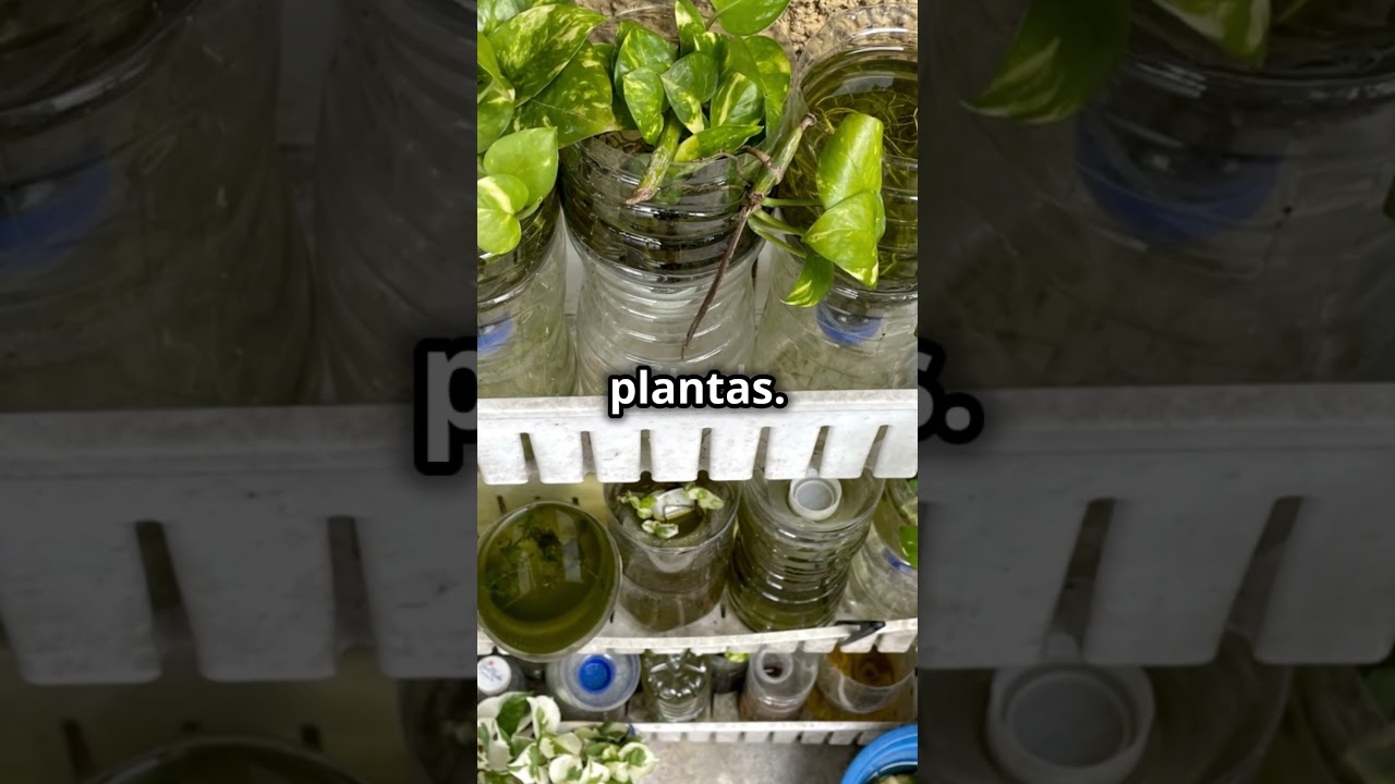 plantas sin tierra ni agua comprar