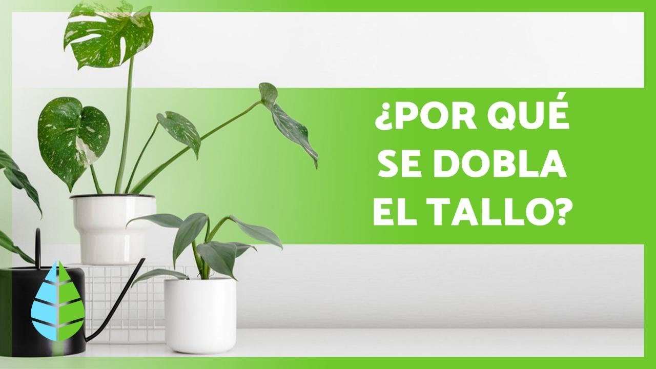 por que se doblan las hojas de mi planta