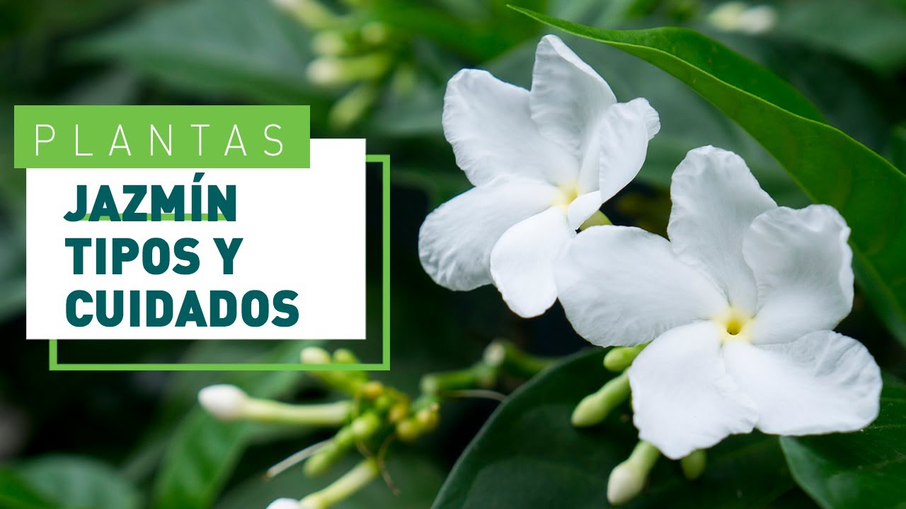 porque el jazmín no echa flores