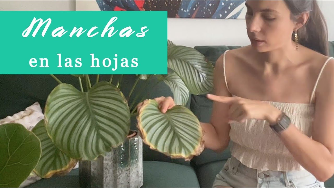 porque las hojas de las plantas se ponen marrones