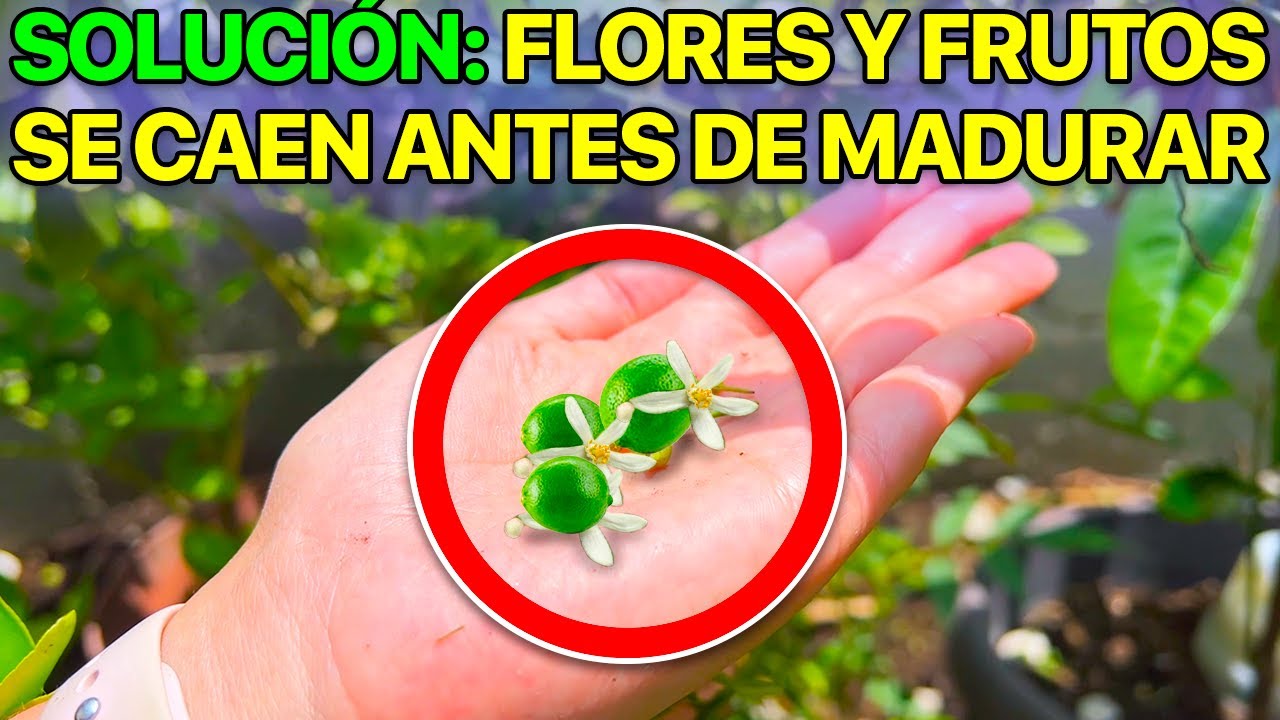 porque no cuaja la flor del limonero