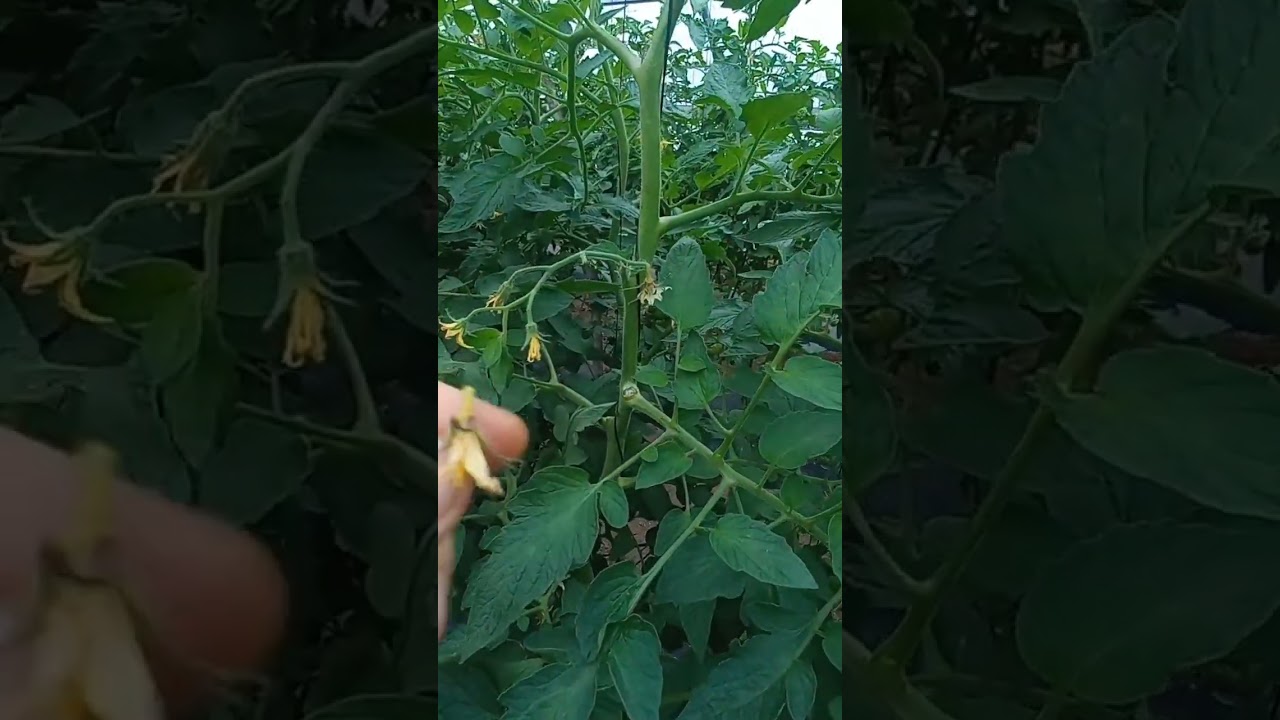 porque no cuajan las flores de los tomates