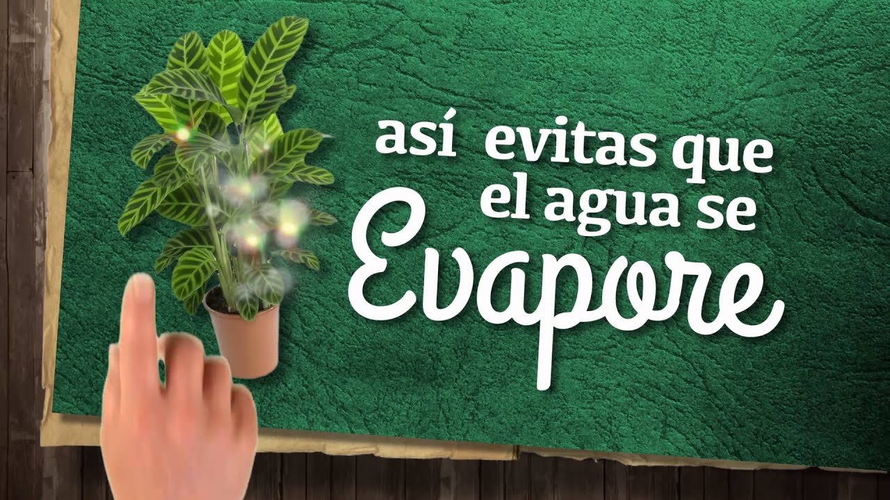 porque regar las plantas de noche