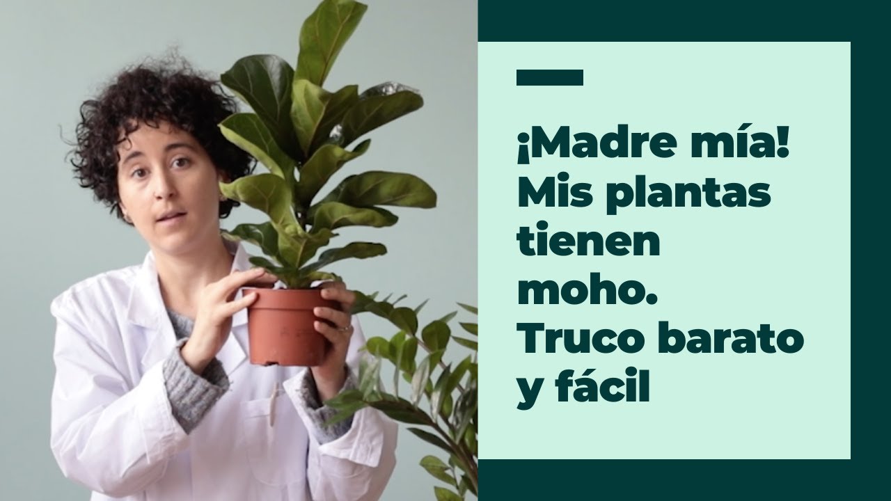 porque sale moho en las plantas