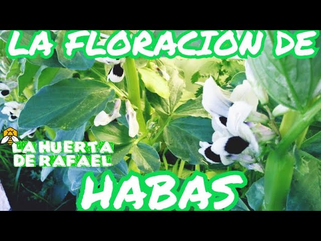 porque se caen las flores de las habas