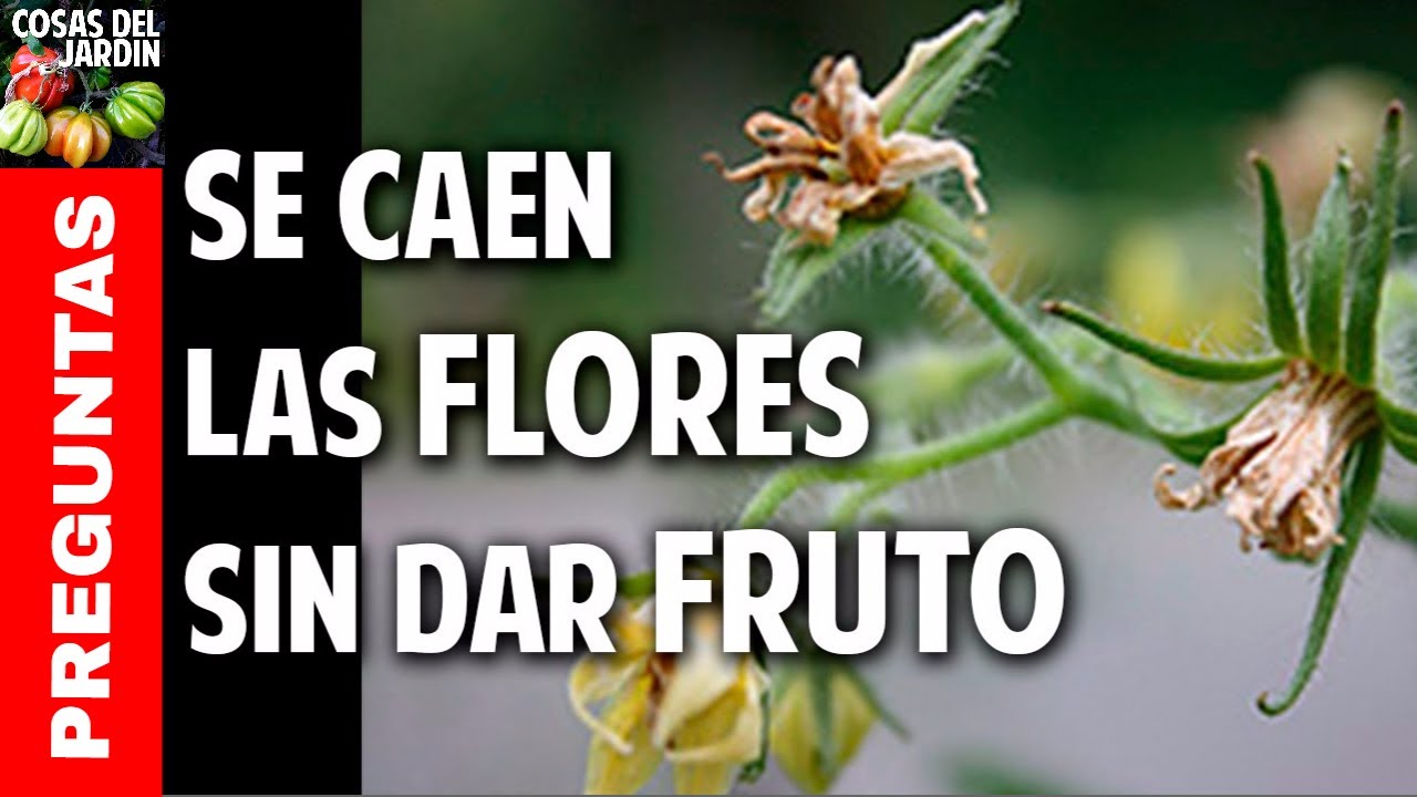porque se caen las flores de los tomates