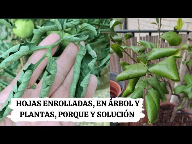 porque se enrollan las hojas de las plantas
