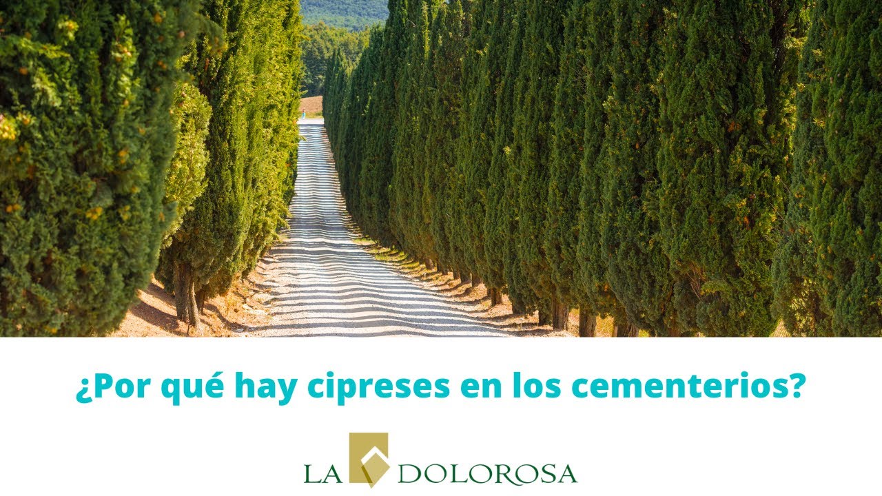 porque se plantan cipreses en los cementerios