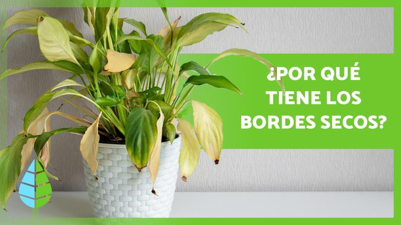 porque se queman las hojas de las plantas