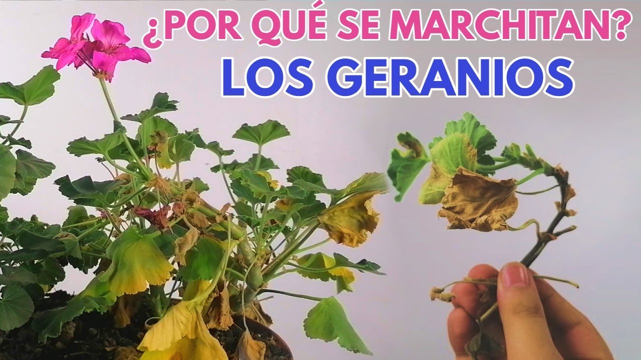 porque se secan las flores de los geranios